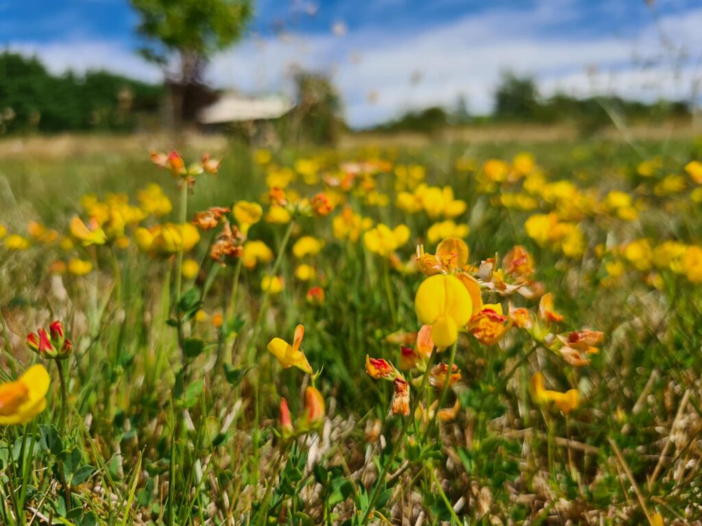 ArbRuisseau Témoignage d'une Retraite Chamanique en toute quiétude