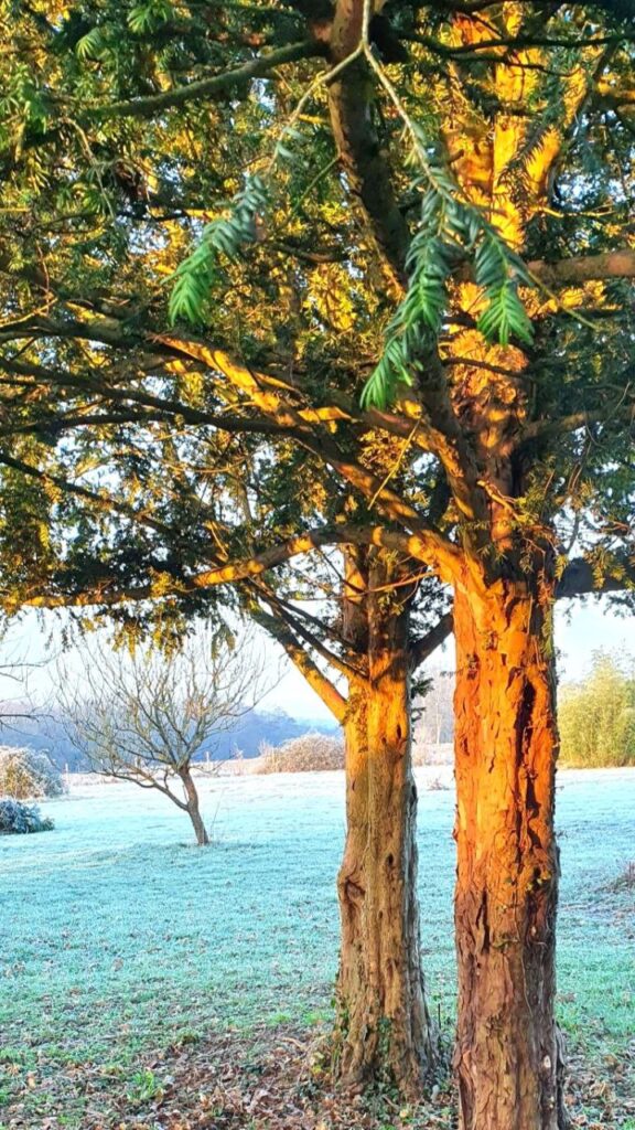 Une photo des arbres de La Thébaïde en hiver à Lunay près de Vendôme en Loir et Cher
